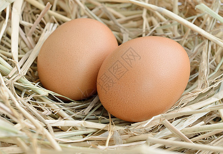 在养鸡场的蜂巢中的鸡蛋干草蛋壳套袋烹饪美食午餐母鸡杂货棕色稻草图片