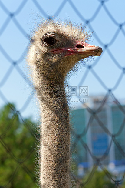 约诺动物园动物羽毛鸵鸟动物群眼睛图片
