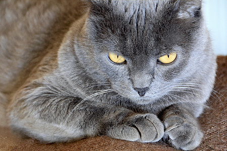 黄眼猫的肖像黄色宠物动物哺乳动物鬓角眼睛胡子胡须蓝色灰色图片