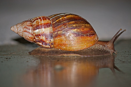 蜗牛野生动物动物贝类照片地面背景图片