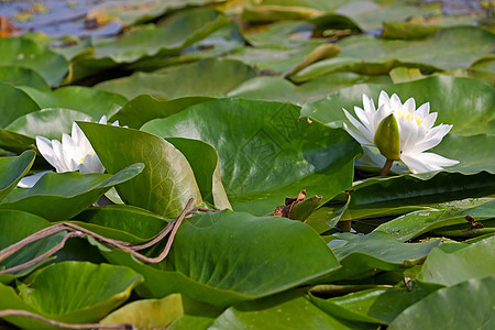 白盐水白色睡莲植物群植物摄影荷花树叶植物学池塘图片