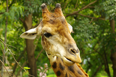 长颈骆驼耳朵椎骨哺乳动物动物天空鼻子头发眼睛皮肤图片