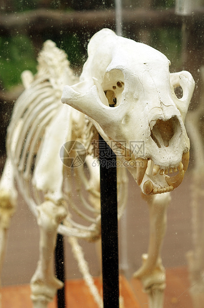 老虎骨架猫科眼睛科学颅骨野生动物捕食者上颌骨博物馆学习荒野图片