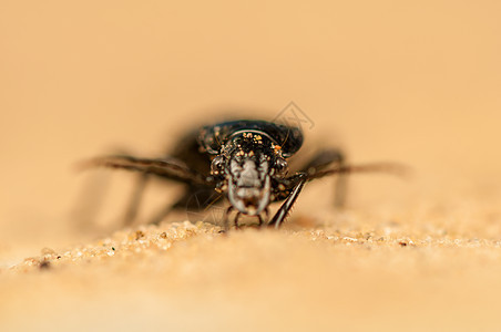 尼格尔人生物学鞘翅目动物宏观荒野昆虫野生动物漏洞甲虫盖子图片