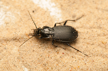 尼格尔人地面动物群昆虫学捕食者野生动物触角甲虫盖子照片眼睛图片