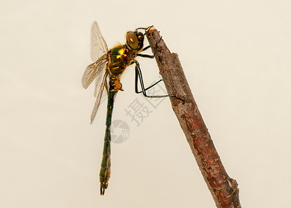 立方体蜻蜓栖息荒野身体眼睛动物脆弱性生活昆虫蜕皮图片