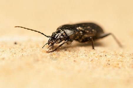 尼格尔人动物盖子昆虫学野生动物地面眼睛荒野动物群捕食者生物学图片