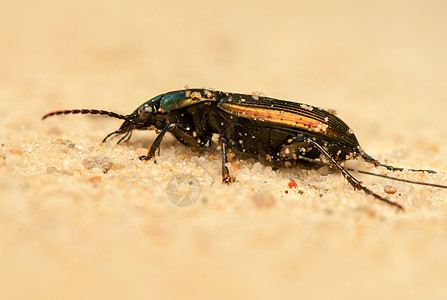 石斑鱼眼睛生物学甲虫触角漏洞地面捕食者野生动物昆虫学动物图片