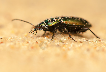 颜色野生动物盖子眼睛动物群生物学甲虫昆虫学荒野照片宏观图片