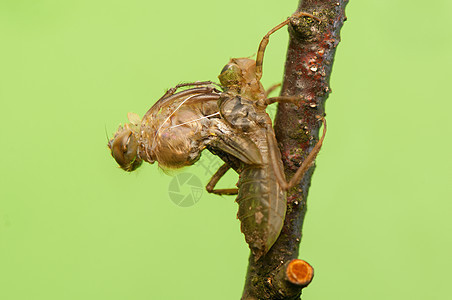 Libellula 四方口器眼睛昆虫成人蜻蜓身体宏观荒野脆弱性昆虫学图片