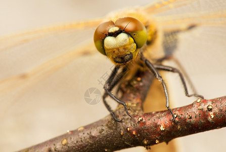 Libellula 四方栖息昆虫学眼睛蜕皮生活身体宏观口器荒野野生动物图片