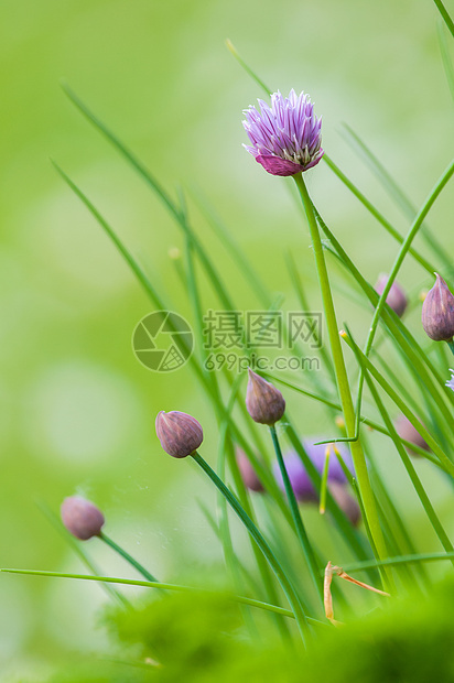 细香葱园艺圆形背景草本植物草本烹饪洋葱图片