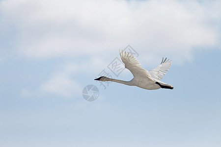 飞翔伞木天雪螺和乌云天空候鸟水禽迁移移民翅膀天鹅脖子成人小号图片