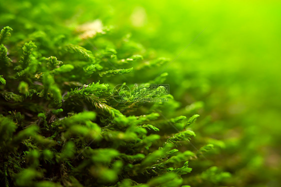 天然绿色背景生长场地活力叶子宏观生活苔藓环境水平植物图片