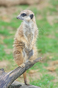 Meerkat 苏里卡塔辛皮卡塔小人哺乳动物松鼠猫鼬动物捕食者图片