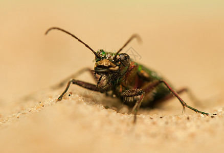 Cicindela 野营昆虫野生动物甲虫昆虫学荒野动物学收藏鞘翅目漏洞宏观图片