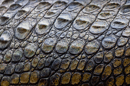 一个无鳄鱼 克罗科迪卢斯捕食者食肉致命爬虫爬行动物动物生物野生动物荒野猎人图片
