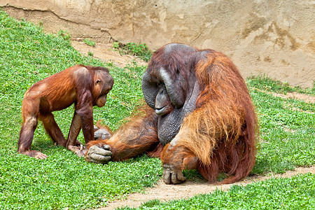 婆罗洲的奥兰古坦动物园濒危猩猩哺乳动物侏儒丛林灵长类野生动物动物头发图片