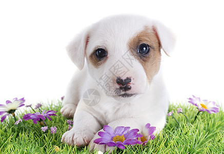 小小狗 胡萝卜棕色小狗犬类动物雏菊工作室宠物白色绿色猎狗图片
