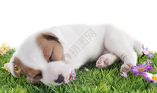 小小狗 胡萝卜棕色睡眠绿色雏菊动物警觉犬类小狗白色工作室图片