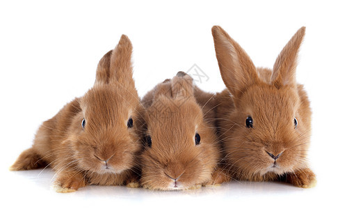 年轻兔子动物农场宠物工作室毛皮棕色野兽图片