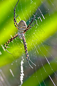 蜘蛛 阿吉波布伦尼奇黑色危险条纹漏洞黄色生活宏观野生动物动物捕食者图片