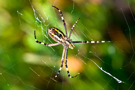 蜘蛛 阿吉波布伦尼奇野生动物宏观生活危险动物昆虫黑色食肉捕食者条纹图片
