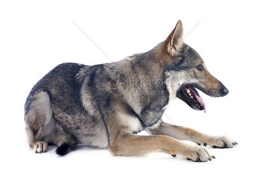 捷克斯洛伐克沃尔夫多狼狗犬类工作室捕食者危险草地狼犬图片