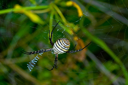 蜘蛛 阿吉波布伦尼奇宏观昆虫漏洞危险野生动物动物条纹生活捕食者黑色图片