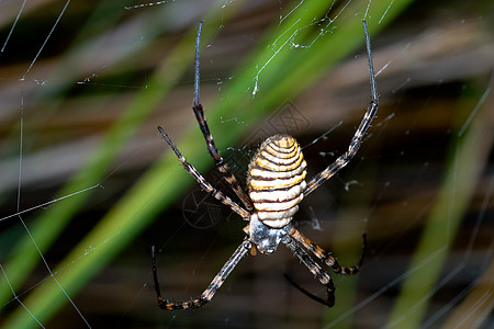 蜘蛛 阿吉波布伦尼奇捕食者黑色动物昆虫条纹野生动物漏洞生活食肉宏观图片