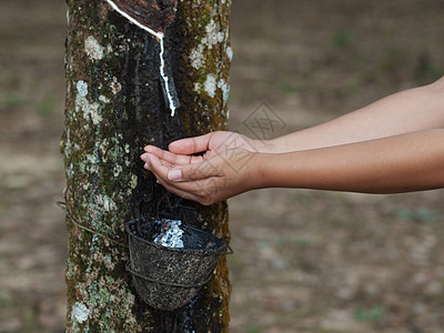 橡胶树种植橡皮液体杯子牛奶聚合物环境树木森林萃取女士图片