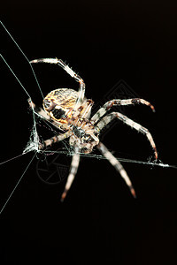 蜘蛛及其蜘蛛网昆虫蛛网白色宏观背景图片
