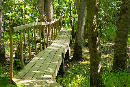 木林桥在森林的徒步小径上林业树木生长农村公园风景踪迹林地树叶路线图片