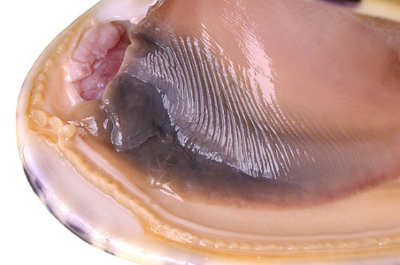 皮索蛤食物海洋海鲜地幔宏观图片