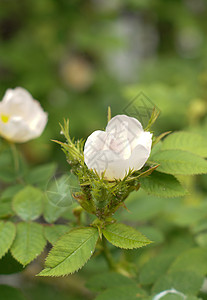 粉玫瑰野玫瑰投标粉色玫瑰花粉花瓣叶子植物学绿色植物花期背景