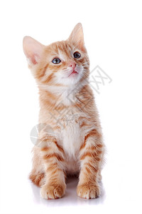 红条纹小猫咪图片