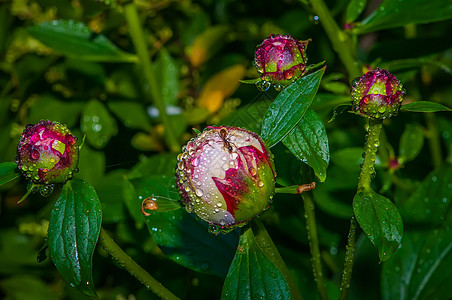 雨刮片有雨滴的小马牡丹植物芍药粉色背景