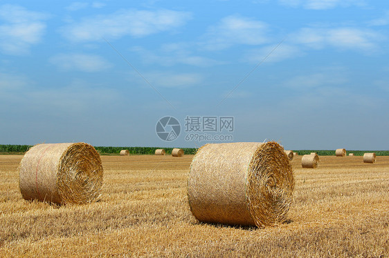 树胶稻草饲料黄色褐色天空农场收成干草蓝色国家图片