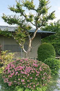 日本花园植物群叶子文化粉色衬套风景花园绿色图片