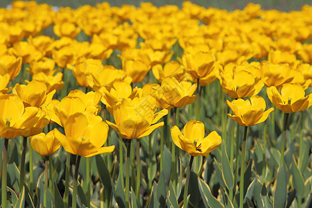 黄色郁金色字段农场场地快乐人群孤独植物草地多样性郁金香季节图片