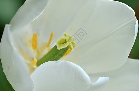 白郁金花植物群绿色白色季节性花园郁金香黄色宏观季节花瓣图片