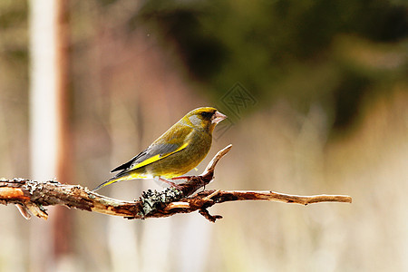 卡迪埃利氯 格伦芬克绿色鸟类黄色图片