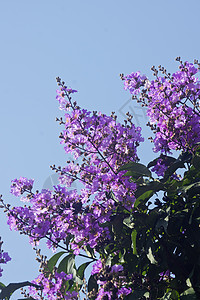 草花花植物红色环保热带材料花园树木环境花朵图片