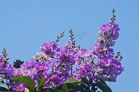 草花花花园热带环保花朵红色环境植物材料树木图片