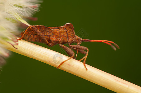 核心边伸边缘昆虫生物荒野错误棕色动物甲虫漏洞触角图片