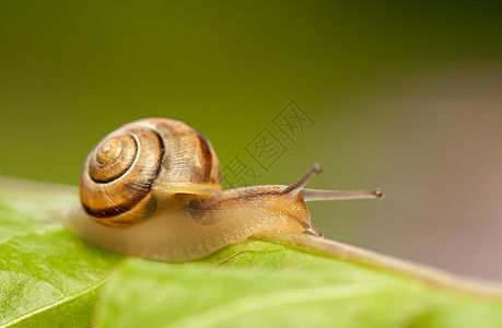 斯奈动物生物棕色天线蜗牛宏观速度野生动物害虫荒野图片