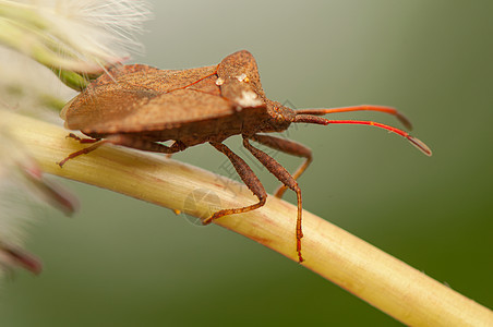 核心边伸触角昆虫错误荒野野生动物棕色动物漏洞边缘甲虫图片