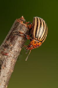 根虫触手眼睛昆虫学腰带野生动物蛴螬花园文化漏洞荒野图片