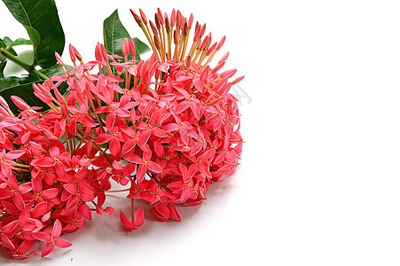 粉色 Ixora 花朵在白色上被孤立图片