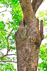 树皮 树干部分森林树枝衰变生活植物悲伤环境骨骼晴天公园图片